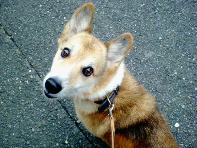 アッシュ / 散歩中普段は振り返らないのに、いきなり振り返った。